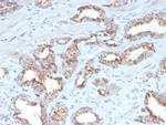 AMACR/p504S Antibody in Immunohistochemistry (Paraffin) (IHC (P))