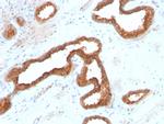 AMACR/p504S Antibody in Immunohistochemistry (Paraffin) (IHC (P))