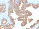 AMACR/p504S Antibody in Immunohistochemistry (Paraffin) (IHC (P))