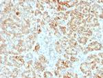 Frataxin Antibody in Immunohistochemistry (Paraffin) (IHC (P))