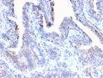 NR5A2/LRH1 Antibody in Immunohistochemistry (Paraffin) (IHC (P))