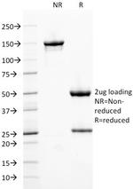 Ferritin, Heavy Chain (FTH) Antibody in SDS-PAGE (SDS-PAGE)