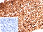 Ferritin, Heavy Chain (FTH) (Microglia Marker) Antibody in Immunohistochemistry (Paraffin) (IHC (P))