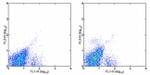 CD117 (c-Kit) Antibody in Flow Cytometry (Flow)