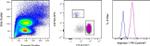 Arginase 1 Antibody in Flow Cytometry (Flow)