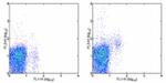 CD314 (NKG2D) Antibody in Flow Cytometry (Flow)