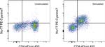 Nur77 Antibody in Flow Cytometry (Flow)