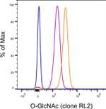 O-GlcNAc Antibody