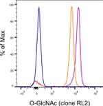 O-GlcNAc Antibody