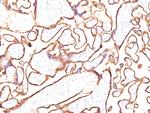 Alkaline Phosphatase (Placental)/PLAP (Germ Cell Tumor Marker) Antibody in Immunohistochemistry (Paraffin) (IHC (P))