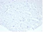 Alkaline Phosphatase (Placental)/PLAP (Germ Cell Tumor Marker) Antibody in Immunohistochemistry (Paraffin) (IHC (P))