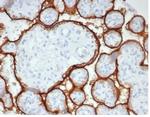 Alkaline Phosphatase (Placental)/PLAP (Germ Cell Tumor Marker) Antibody in Immunohistochemistry (Paraffin) (IHC (P))