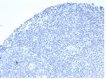 Alkaline Phosphatase (Placental)/PLAP (Germ Cell Tumor Marker) Antibody in Immunohistochemistry (Paraffin) (IHC (P))