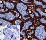 Alkaline Phosphatase (Placental)/PLAP (Germ Cell Tumor Marker) Antibody in Immunohistochemistry (Paraffin) (IHC (P))