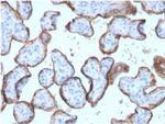 Alkaline Phosphatase (Placental)/PLAP Antibody in Immunohistochemistry (Paraffin) (IHC (P))