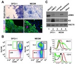 CD49f (Integrin alpha 6) Antibody in Flow Cytometry (Flow)