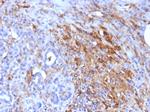 Ferritin, Light Chain Antibody in Immunohistochemistry (Paraffin) (IHC (P))