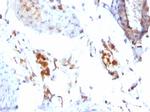 Ferritin, Light Chain Antibody in Immunohistochemistry (Paraffin) (IHC (P))