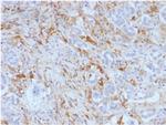 Ferritin, Light Chain Antibody in Immunohistochemistry (Paraffin) (IHC (P))