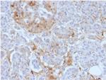 Ferritin, Light Chain Antibody in Immunohistochemistry (Paraffin) (IHC (P))