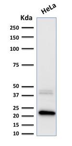 Ferritin, Light Chain Antibody in Western Blot (WB)