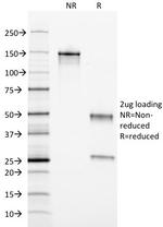 Ferritin, Light Chain Antibody in SDS-PAGE (SDS-PAGE)