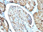 Ferritin, Light Chain Antibody in Immunohistochemistry (Paraffin) (IHC (P))