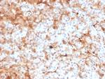 Ferritin, Light Chain Antibody in Immunohistochemistry (Paraffin) (IHC (P))