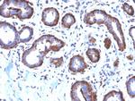 Ferritin, Light Chain (FTL) Antibody in Immunohistochemistry (Paraffin) (IHC (P))