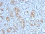 Gastrin Antibody in Immunohistochemistry (Paraffin) (IHC (P))