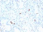 Gastrin Antibody in Immunohistochemistry (Paraffin) (IHC (P))