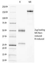 Ku (p70/p80) (Nuclear Marker) Antibody in SDS-PAGE (SDS-PAGE)