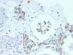 HGAL (Human Germinal Center Associated Lymphoma Marker) Antibody in Immunohistochemistry (Paraffin) (IHC (P))