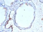 GAD2/GAD65 (GABAergic Neuronal Marker) Antibody in Immunohistochemistry (Paraffin) (IHC (P))