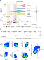 TNF alpha Antibody in Flow Cytometry (Flow)