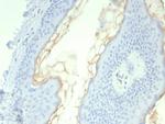 Kallikrein 5 (KLK5) Antibody in Immunohistochemistry (Paraffin) (IHC (P))