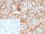 AMBP (Alpha 1 Microglobulin)/Bikunin Antibody in Immunohistochemistry (Paraffin) (IHC (P))