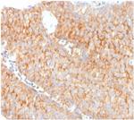 SERBP1/PAI-RBP1 Antibody in Immunohistochemistry (Paraffin) (IHC (P))