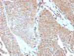 SERBP1/PAI-RBP1 Antibody in Immunohistochemistry (Paraffin) (IHC (P))