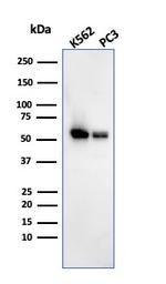 SERBP1/PAI-RBP1 Antibody in Western Blot (WB)