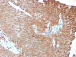 SERBP1/PAI-RBP1 Antibody in Immunohistochemistry (Paraffin) (IHC (P))