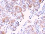 SERBP1/PAI-RBP1 Antibody in Immunohistochemistry (Paraffin) (IHC (P))