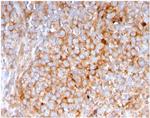 SERBP1/PAI-RBP1 Antibody in Immunohistochemistry (Paraffin) (IHC (P))