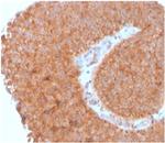 SERBP1/PAI-RBP1 Antibody in Immunohistochemistry (Paraffin) (IHC (P))