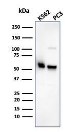 SERBP1/PAI-RBP1 Antibody in Western Blot (WB)