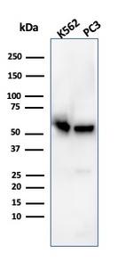 SERBP1/PAI-RBP1 Antibody in Western Blot (WB)