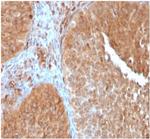 SERBP1/PAI-RBP1 Antibody in Immunohistochemistry (Paraffin) (IHC (P))