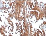 SERBP1/PAI-RBP1 Antibody in Immunohistochemistry (Paraffin) (IHC (P))