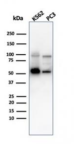 SERBP1/PAI-RBP1 Antibody in Western Blot (WB)