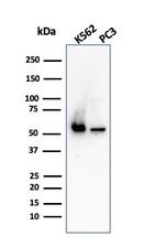 SERBP1/PAI-RBP1 Antibody in Western Blot (WB)